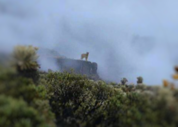 Este es el majestuoso “Puma Concolor” avistado en el Parque Nacional Natural de Pisba en Boyacá