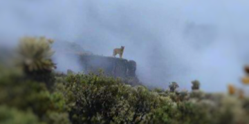 Este es el majestuoso “Puma Concolor” avistado en el Parque Nacional Natural de Pisba en Boyacá