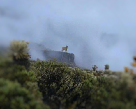 Este es el majestuoso “Puma Concolor” avistado en el Parque Nacional Natural de Pisba en Boyacá