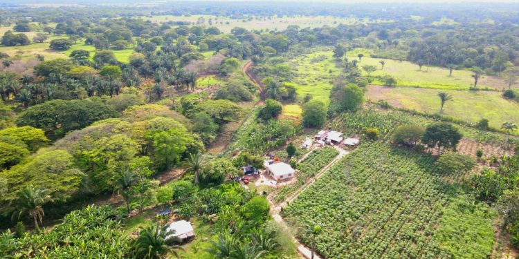 Extenso canal está dando buenos resultados: Evacúa fincas inundadas en Pore