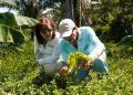 En 17 predios rurales de Yopal avanzan sistemas agroforestales que integran cacao, plátano y especies forestales