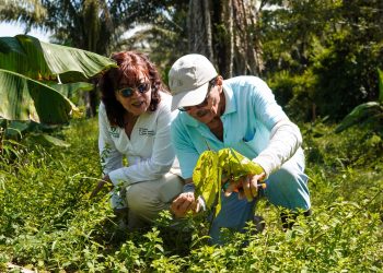 En 17 predios rurales de Yopal avanzan sistemas agroforestales que integran cacao, plátano y especies forestales