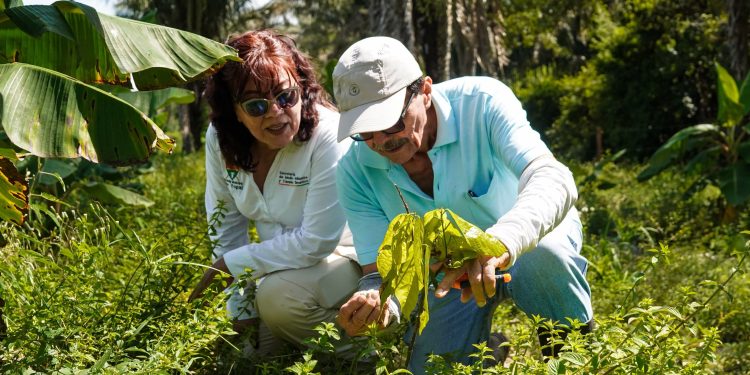 En 17 predios rurales de Yopal avanzan sistemas agroforestales que integran cacao, plátano y especies forestales