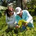 En 17 predios rurales de Yopal avanzan sistemas agroforestales que integran cacao, plátano y especies forestales