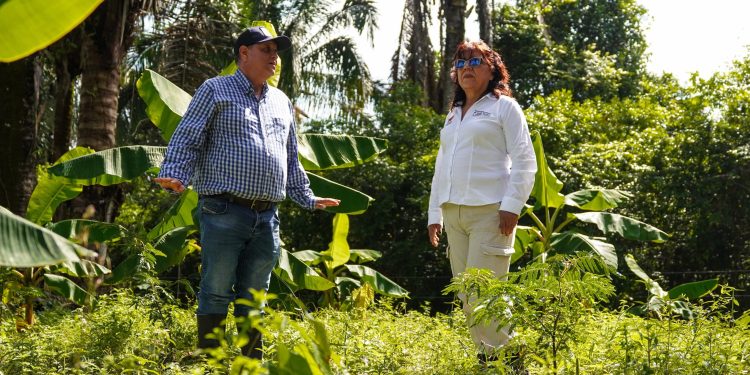 En 17 predios rurales de Yopal avanzan sistemas agroforestales que integran cacao, plátano y especies forestales