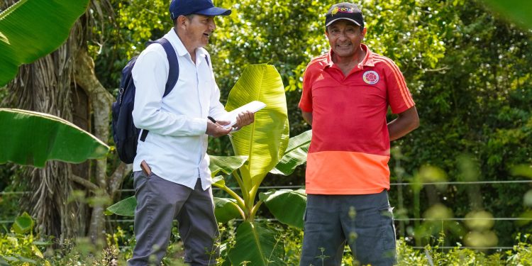 En 17 predios rurales de Yopal avanzan sistemas agroforestales que integran cacao, plátano y especies forestales
