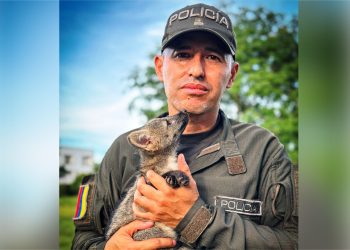 Comunidad de Cravo Norte entrega zorro cancrejero a autoridades ambientales