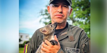 Comunidad de Cravo Norte entrega zorro cancrejero a autoridades ambientales