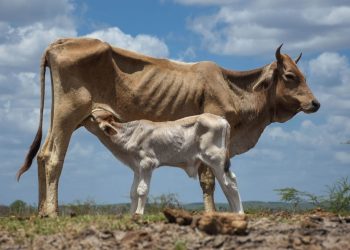 Se declara oficialmente el fenómeno El Niño en Colombia. El océano ya se calentó 2.2° C
