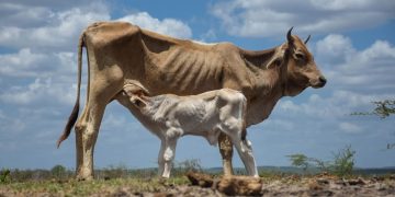 Se declara oficialmente el fenómeno El Niño en Colombia. El océano ya se calentó 2.2° C