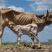 Se declara oficialmente el fenómeno El Niño en Colombia. El océano ya se calentó 2.2° C